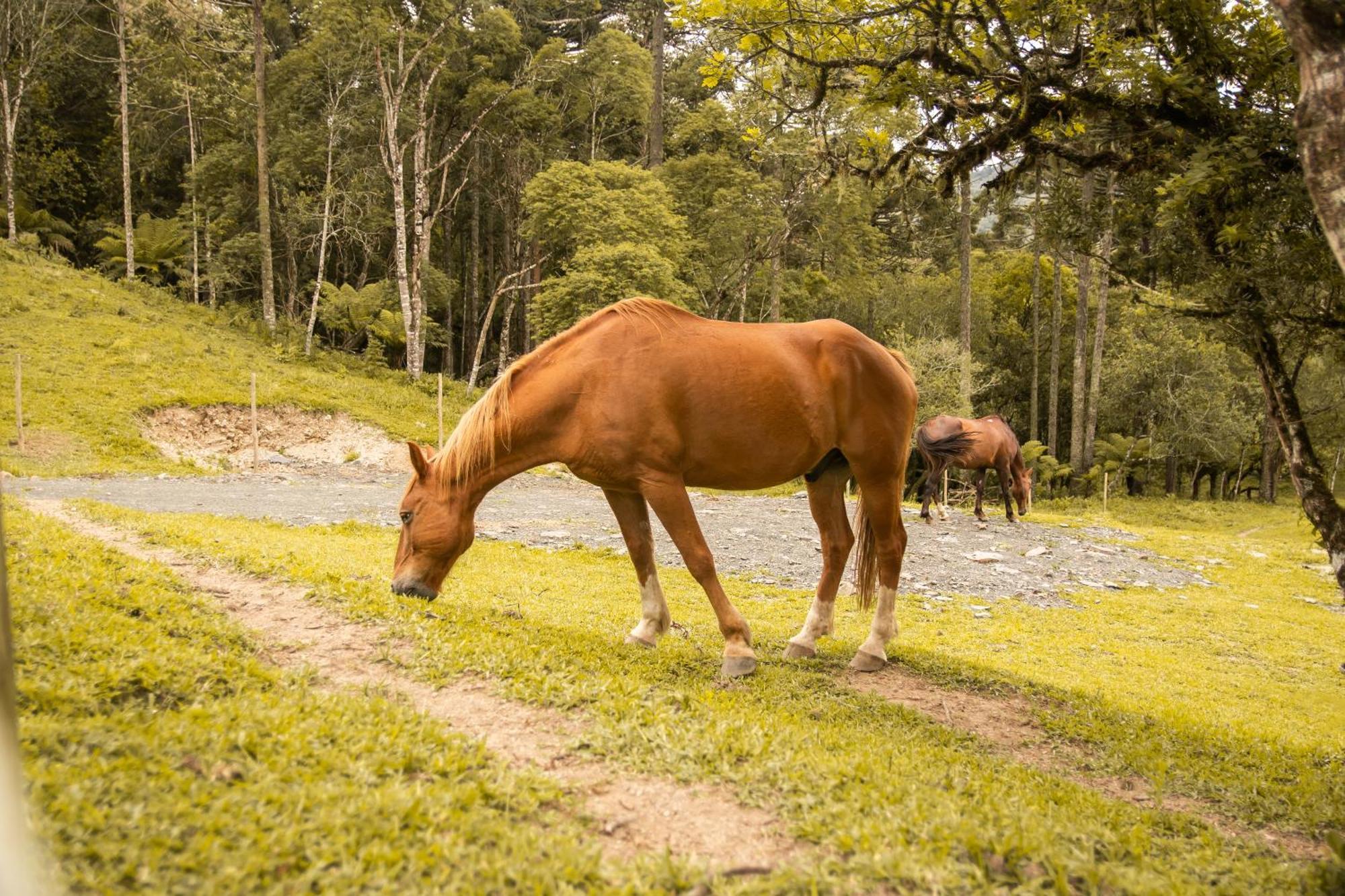 Cabana Com Hidromassagem Bom Retiro  Exterior foto